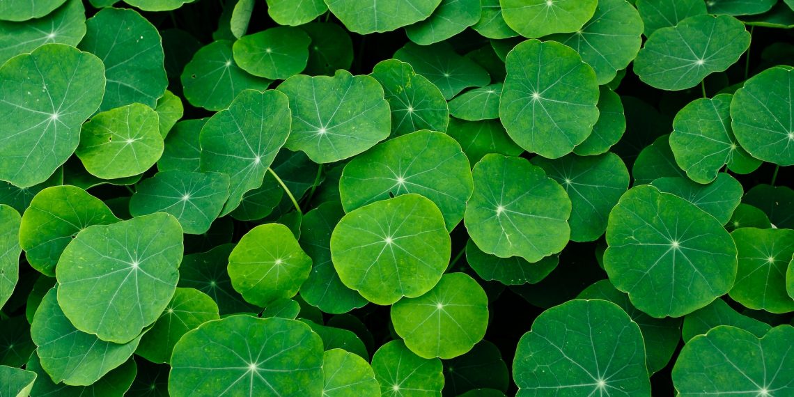 Closeup shot of the Indian pennywort leaves