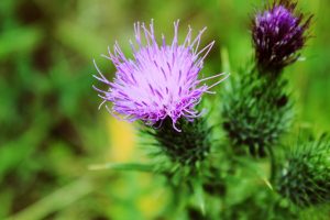 Milk Thistle is A Potent Ingredient