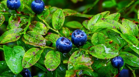 ripe-blueberry-berries-and-water-drops-2021-08-26-16-57-25-utcx1200
